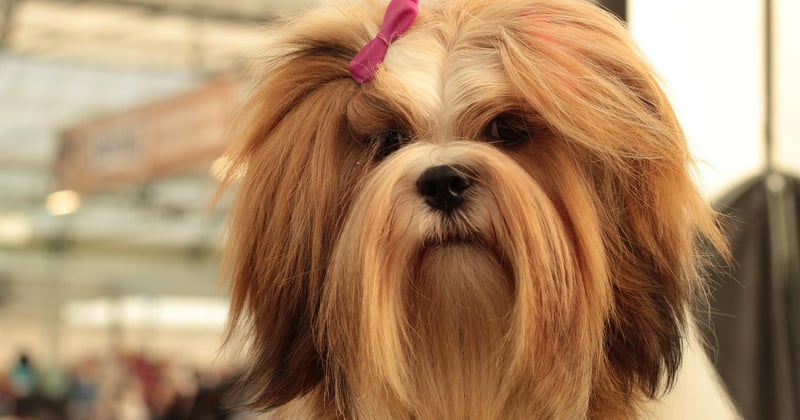 Lhasa Apso: Der komplette Ratgeber für Haltung und Pflege