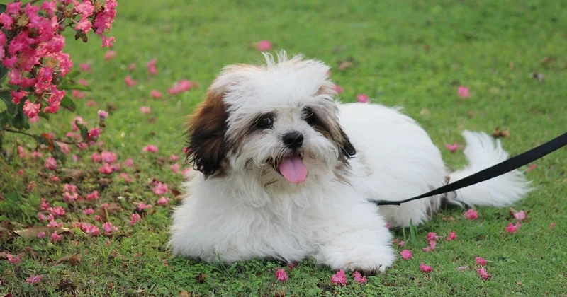 Für wen ist ein Lhasa Apso geeignet – und für wen nicht?